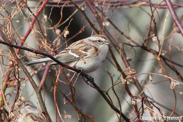 tree sparrow2