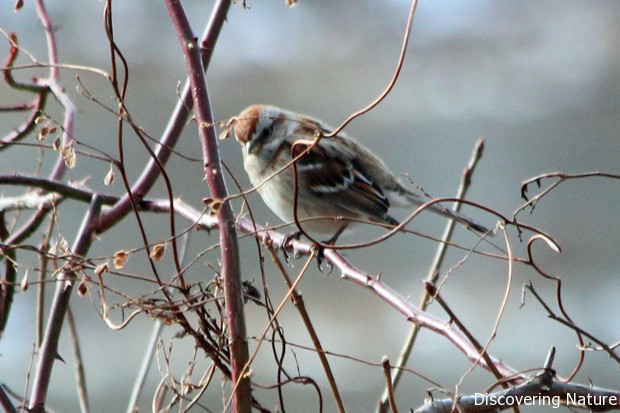 tree sparrow3