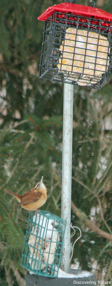 Carolina Wren