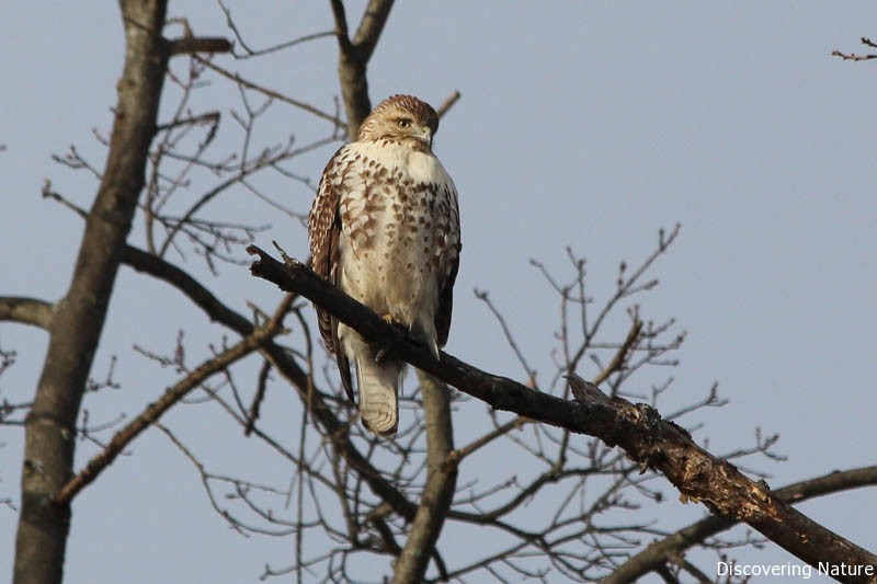 red tail