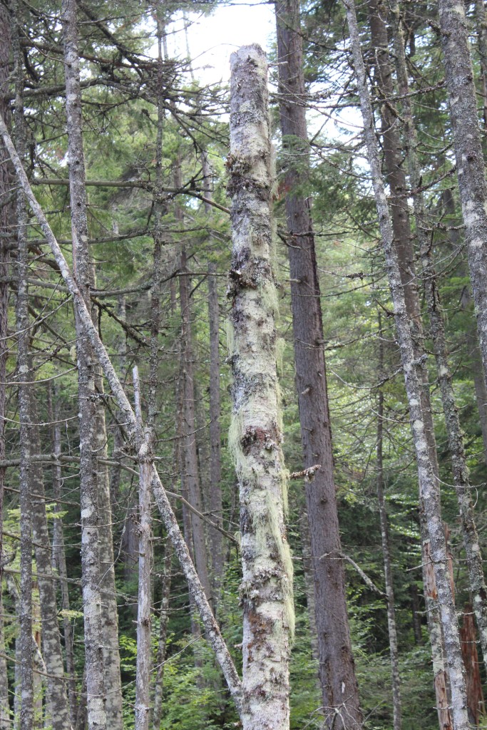 A tree bearded with mosses