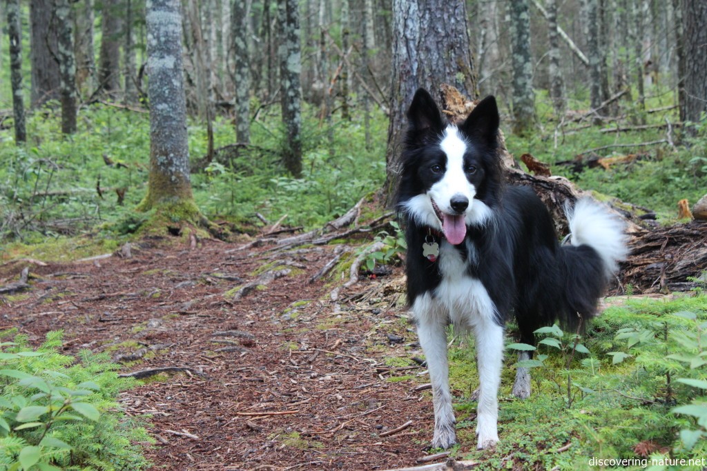 Lucy, our trusty hiking companion, urges us on