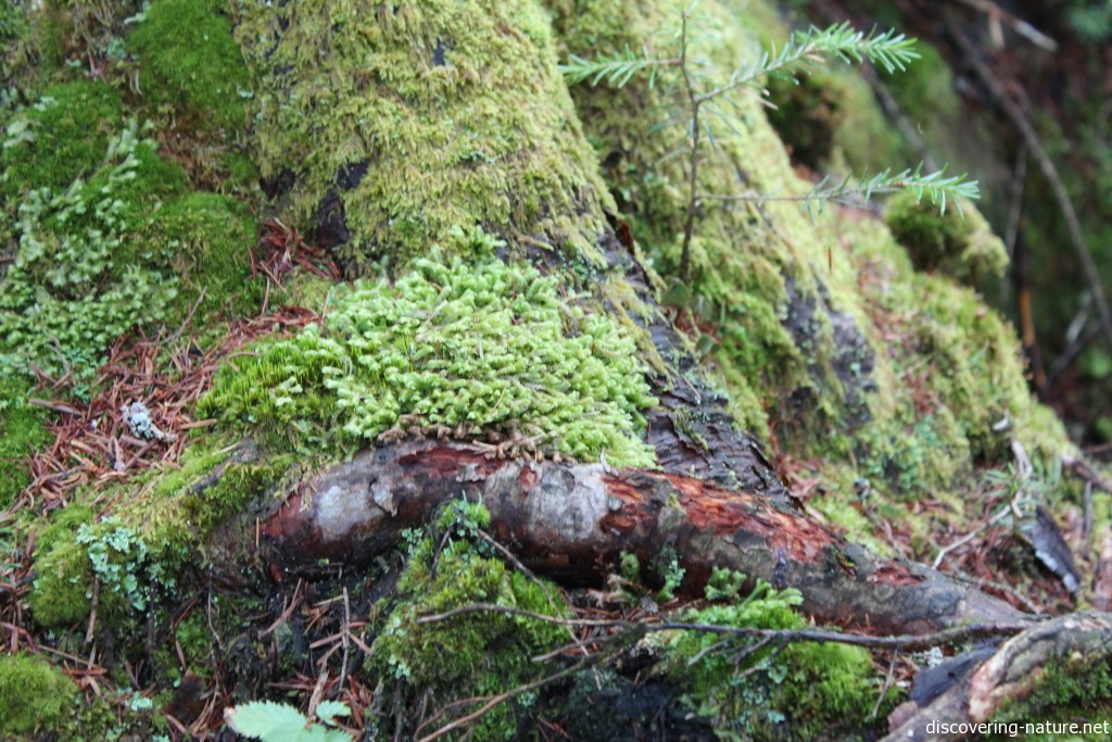 A stump beautifully furred with mosses