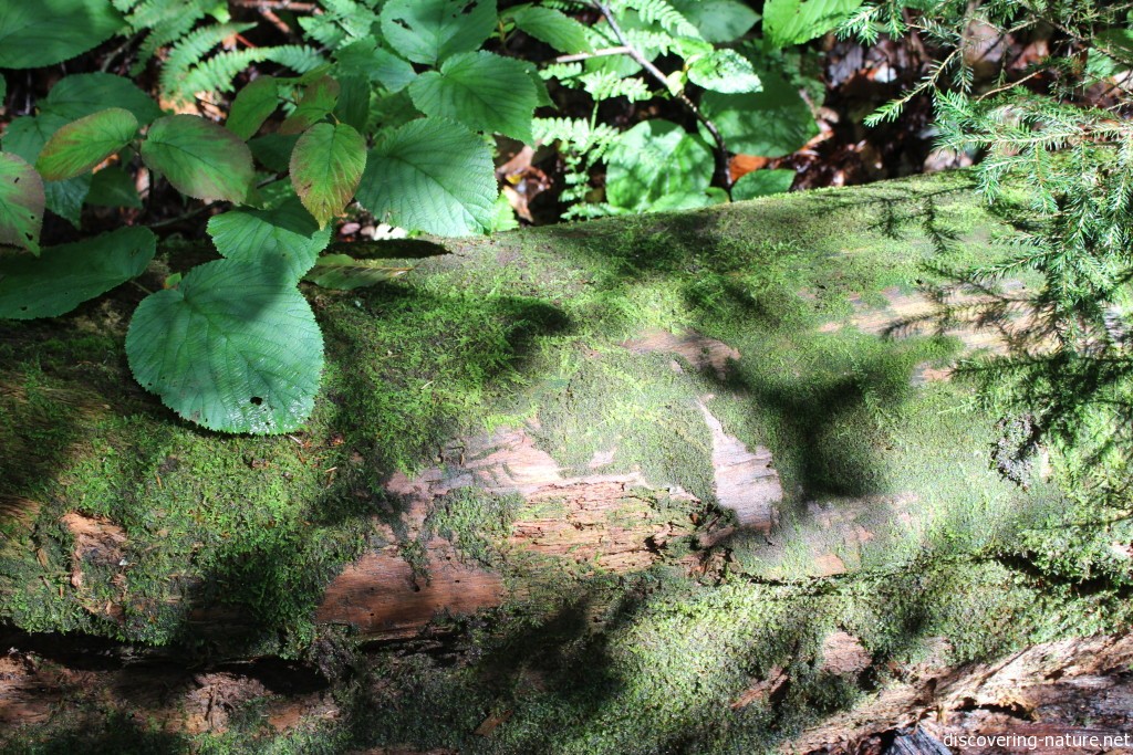 Log overtaken with other plants